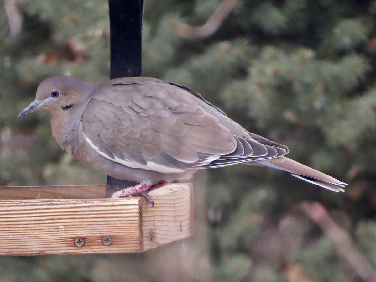 White-winged Dove - ML613770403