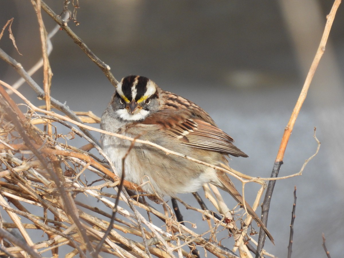 White-throated Sparrow - Robert Rimkoski