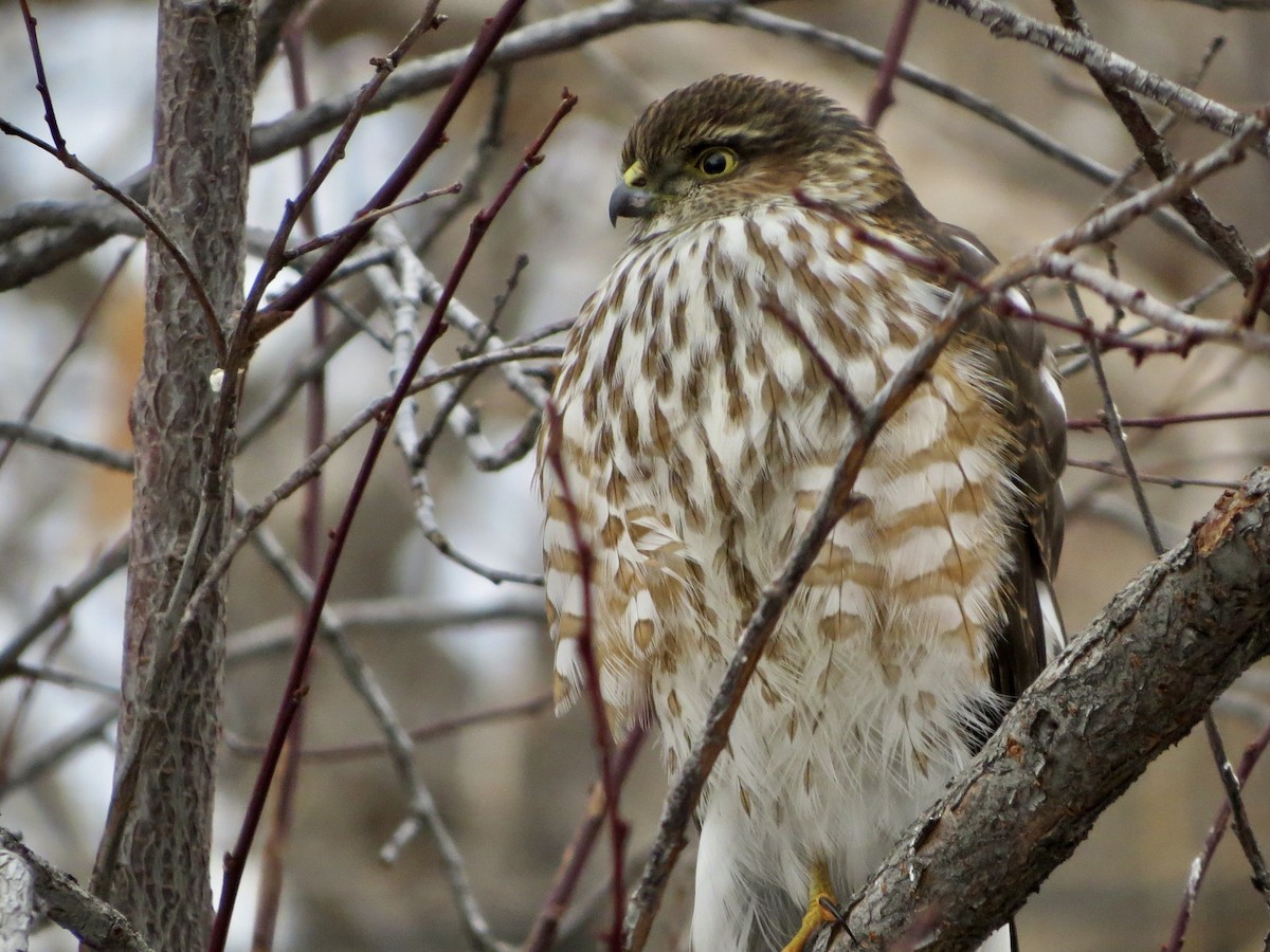 Sharp-shinned Hawk - ML613770431