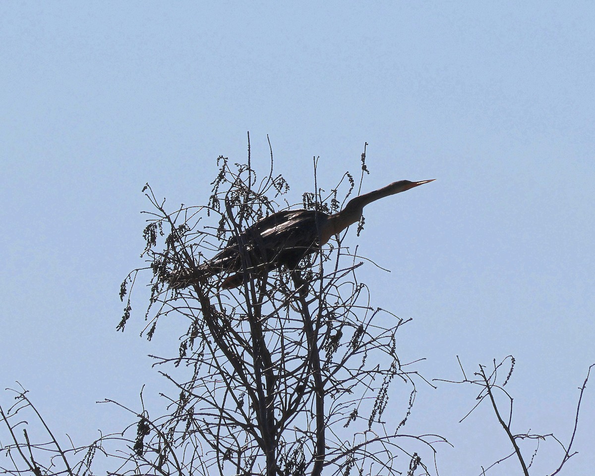 Amerika-Schlangenhalsvogel - ML613770432