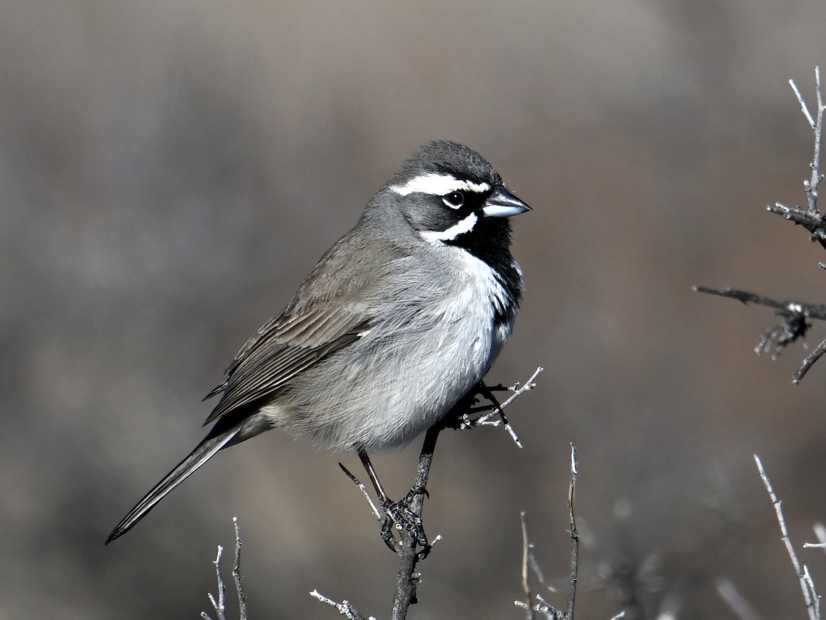 Black-throated Sparrow - ML613770433