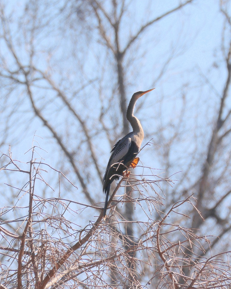 Amerika-Schlangenhalsvogel - ML613770438