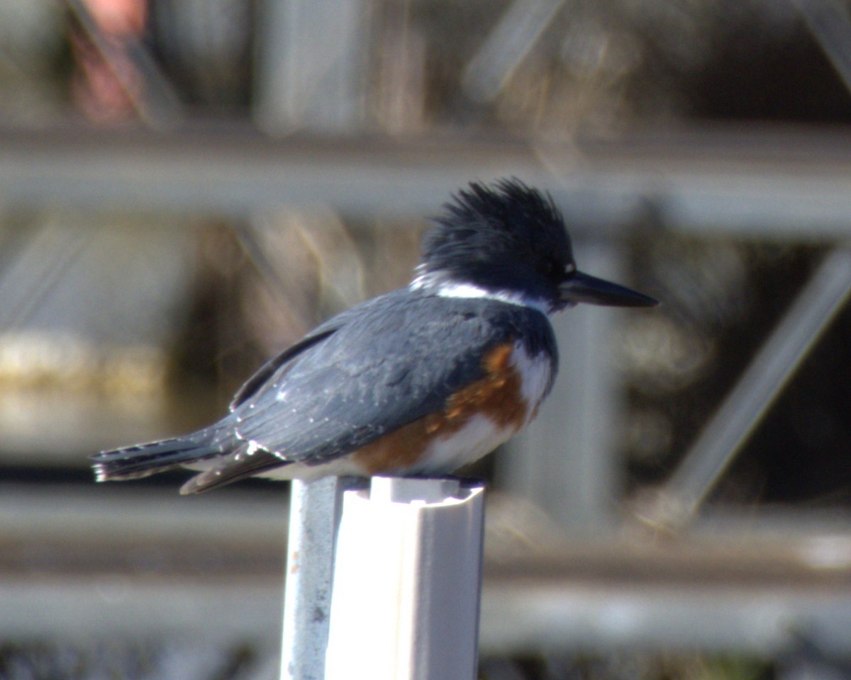 Belted Kingfisher - ML613770465