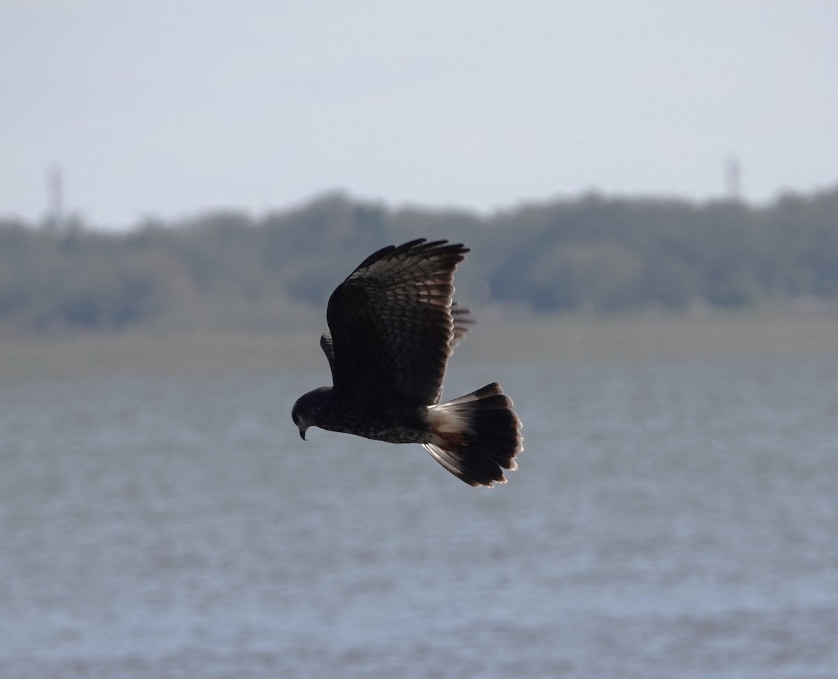 Schneckenbussard - ML613770489