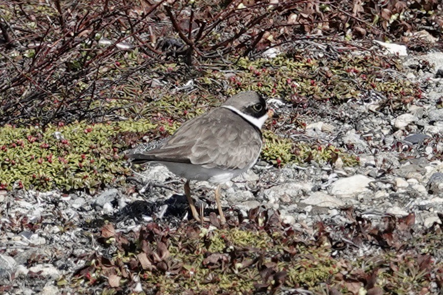 Semipalmated Plover - ML613770523