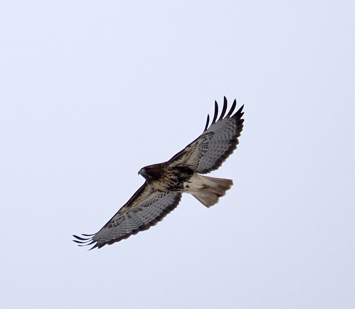 Red-tailed Hawk - ML613770562