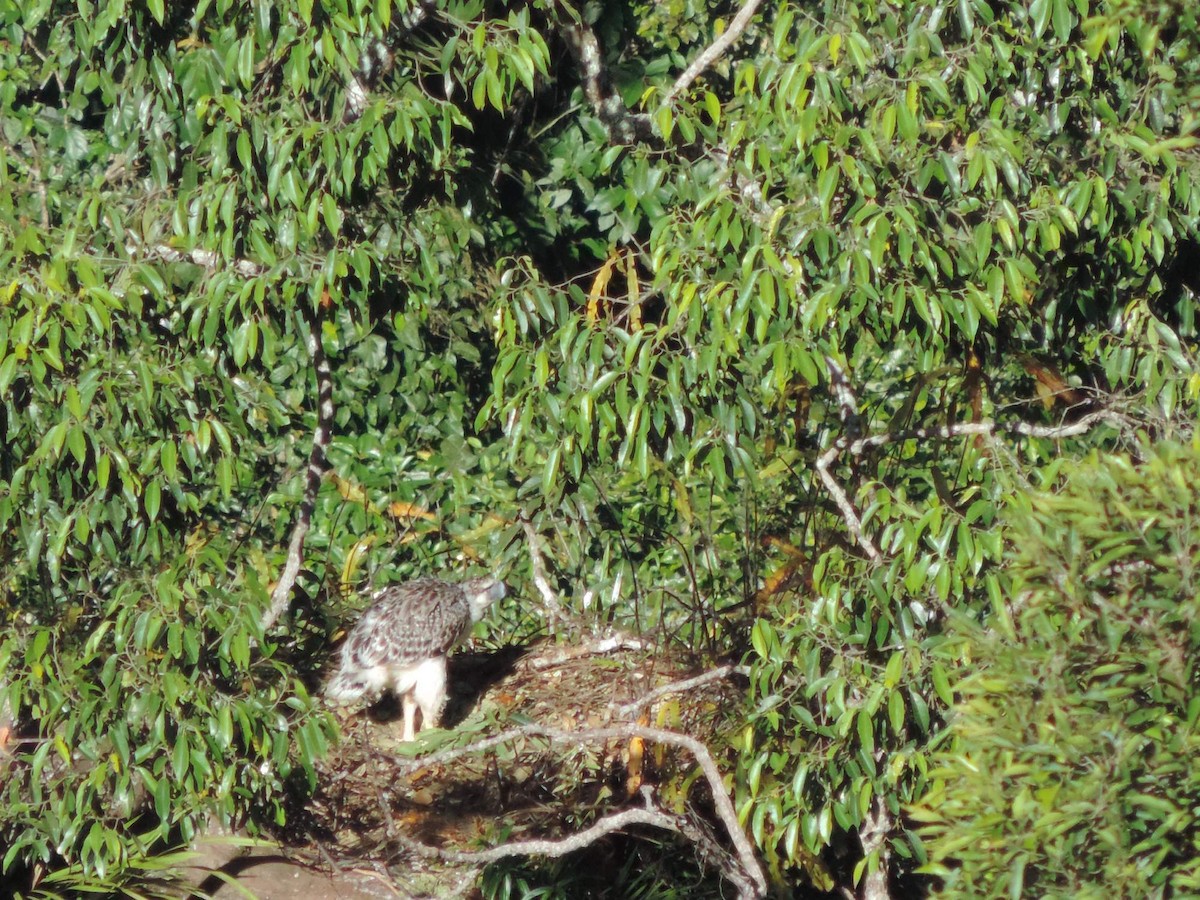 Philippine Eagle - Radek Nesvačil