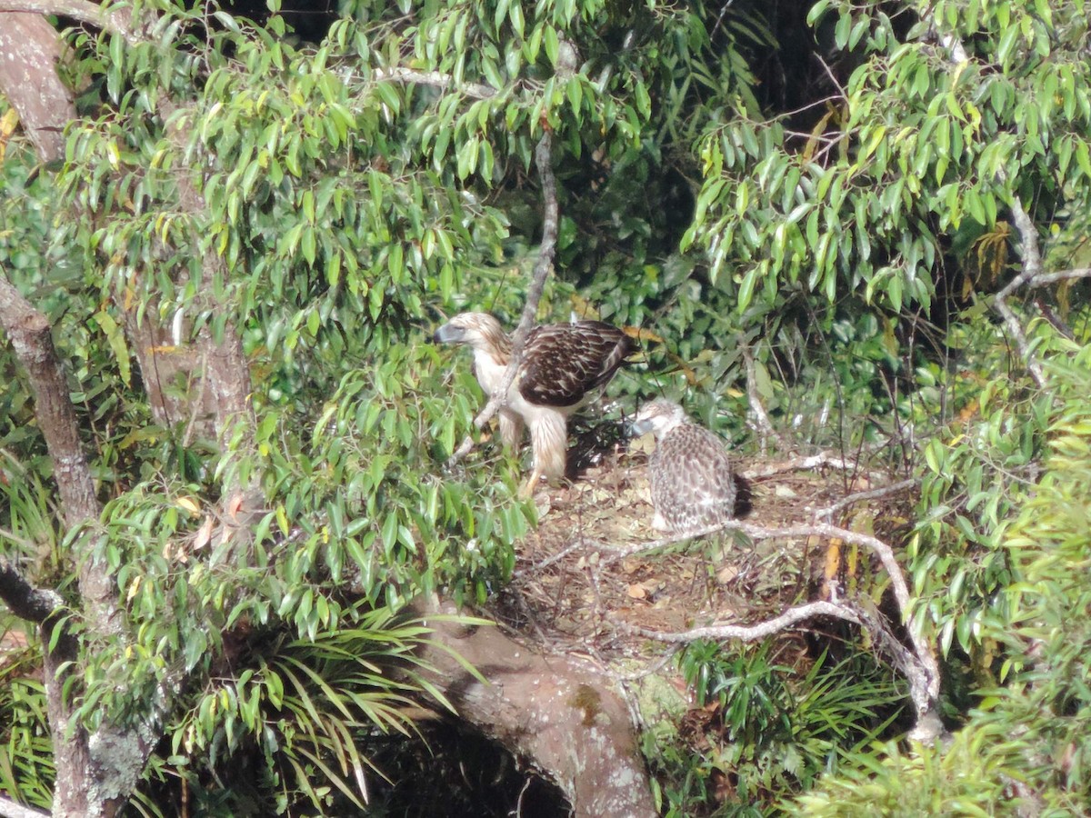 Philippine Eagle - ML613770583