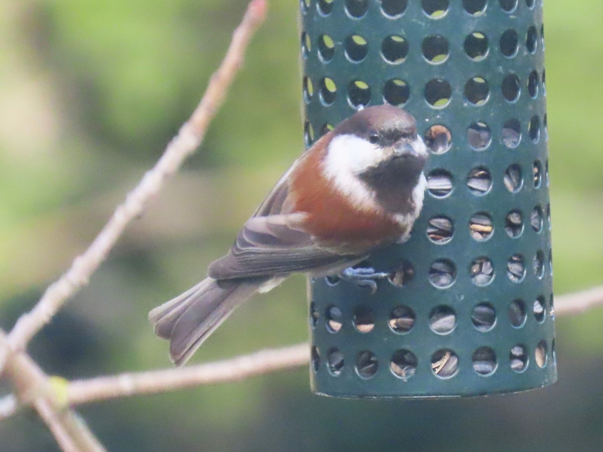 Chestnut-backed Chickadee - ML613770598