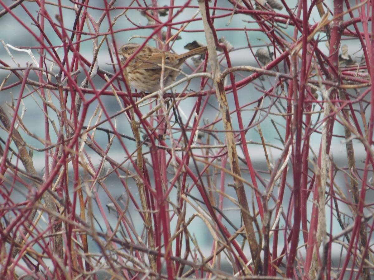 Song Sparrow - ML613770678