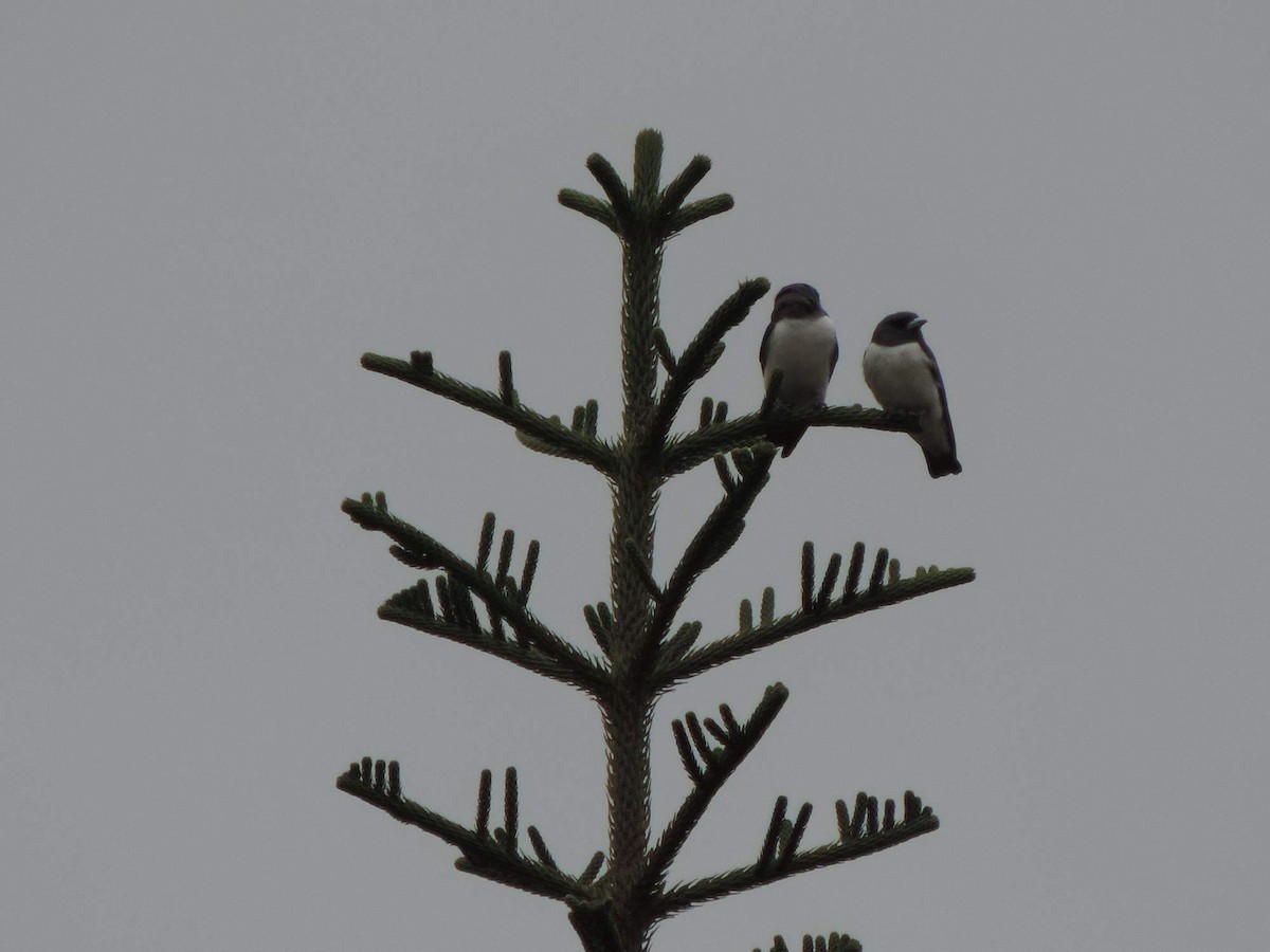 White-breasted Woodswallow - ML613770704