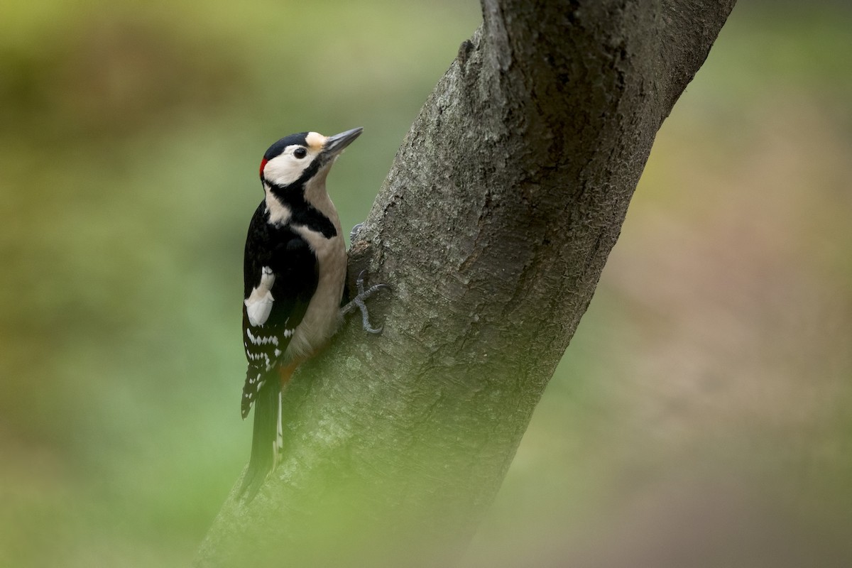 Great Spotted Woodpecker - ML613770729