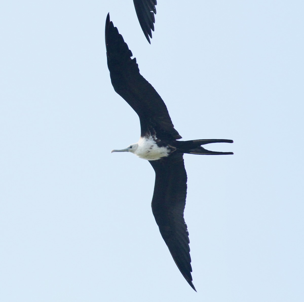 Magnificent Frigatebird - ML613770761