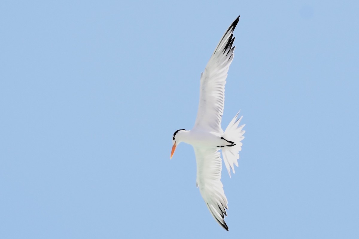 Royal Tern - Winston Poon