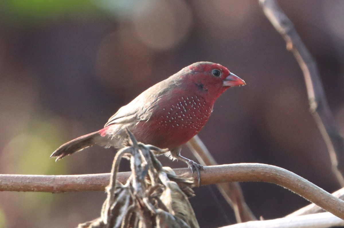 Bar-breasted Firefinch - ML613770866