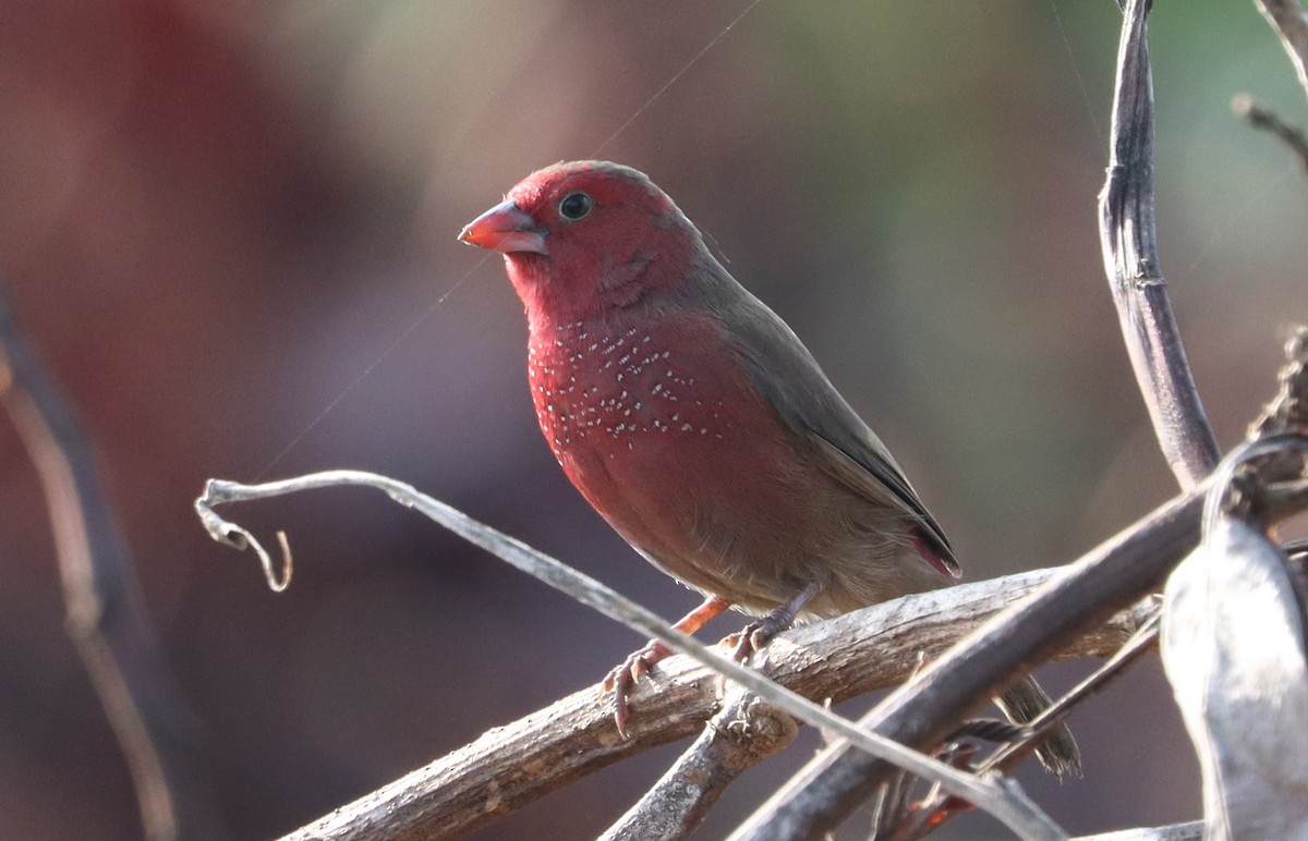 Bar-breasted Firefinch - ML613770867