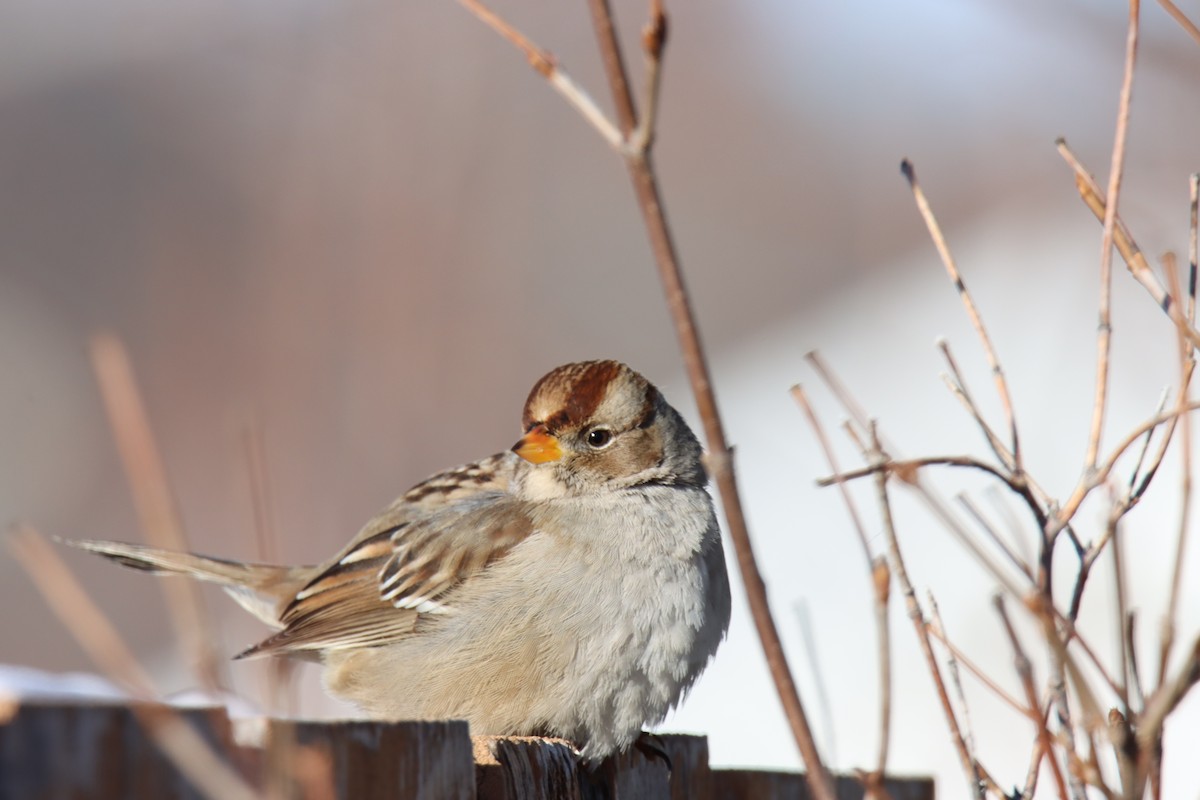White-crowned Sparrow - Jordie Braun