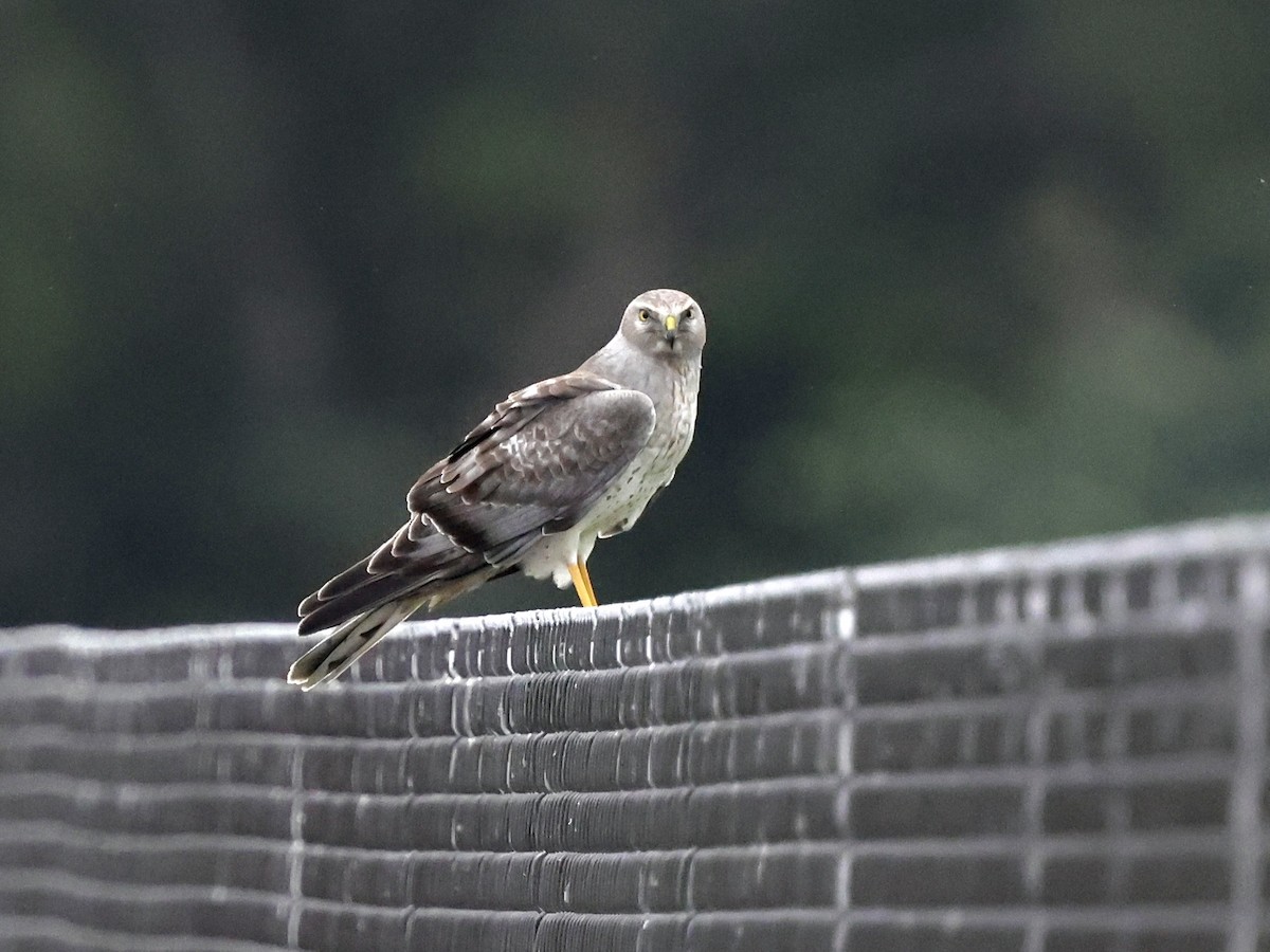 Northern Harrier - ML613771021