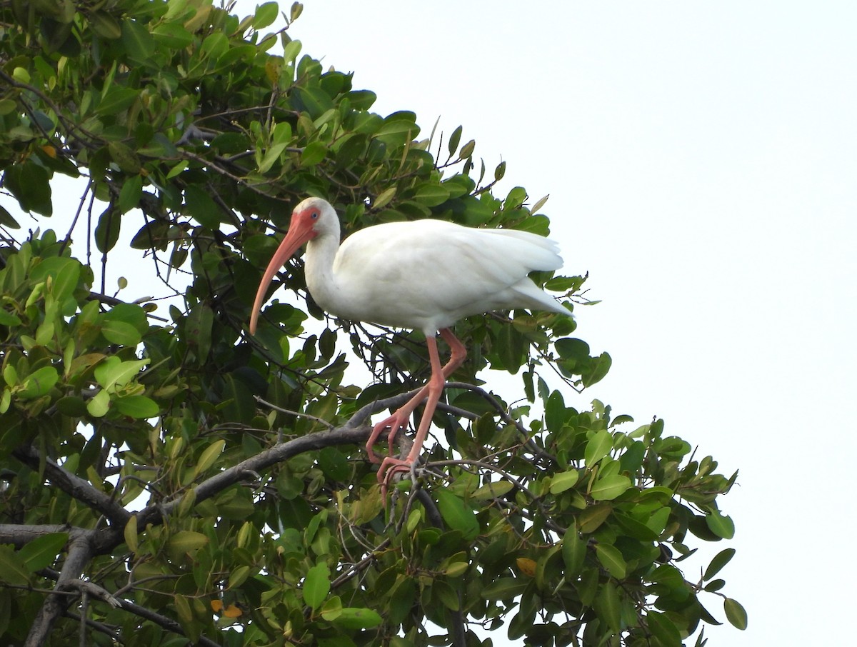 ibis bílý - ML613771022
