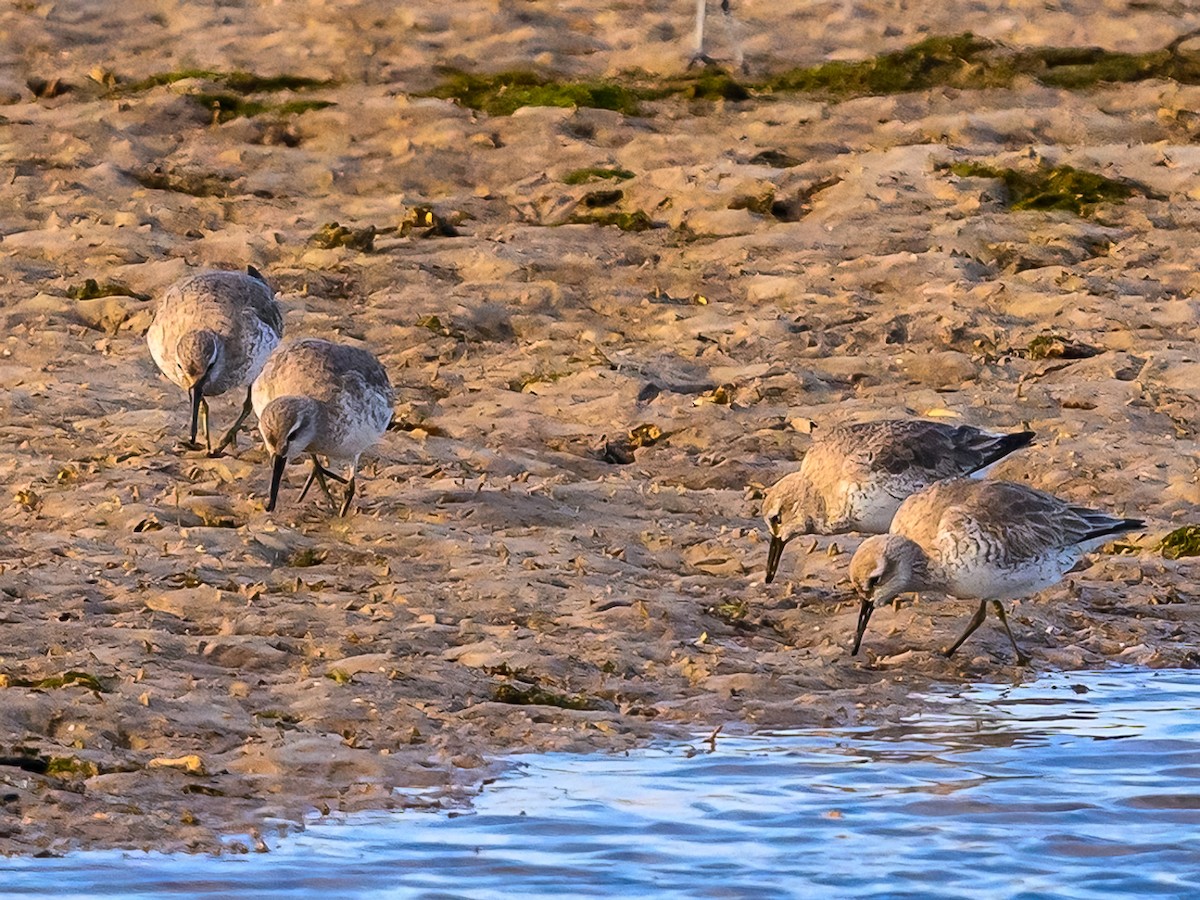 Red Knot - ML613771072