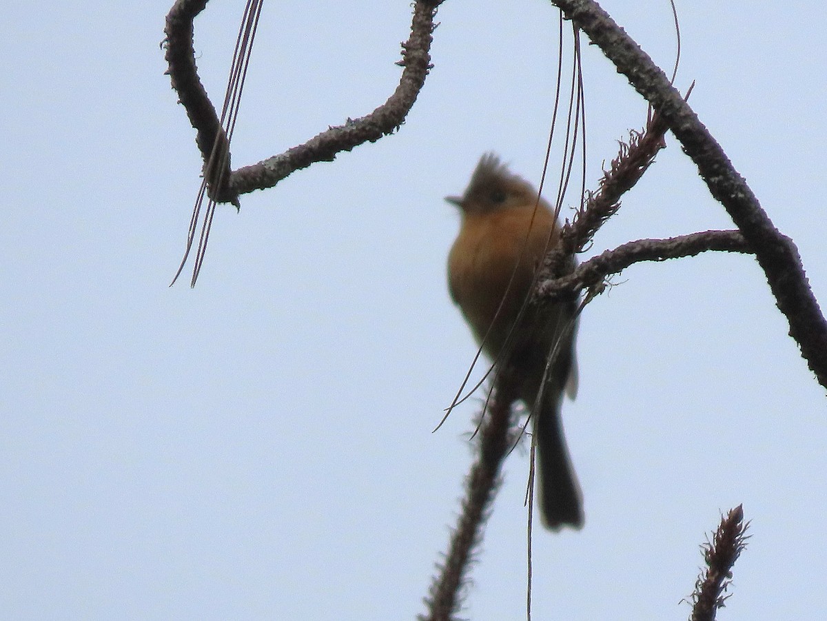 Tufted Flycatcher - ML613771086