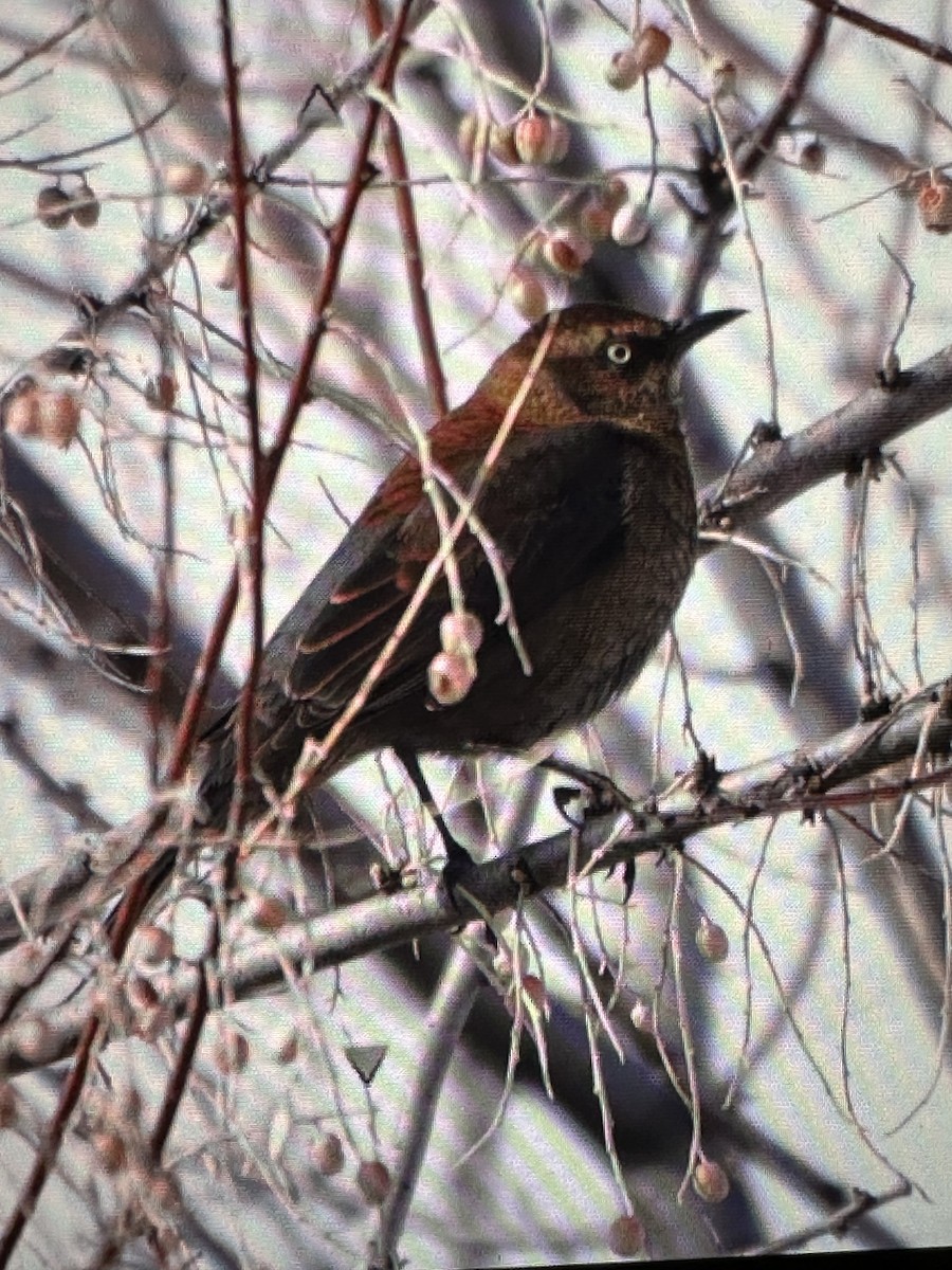 Rusty Blackbird - ML613771155