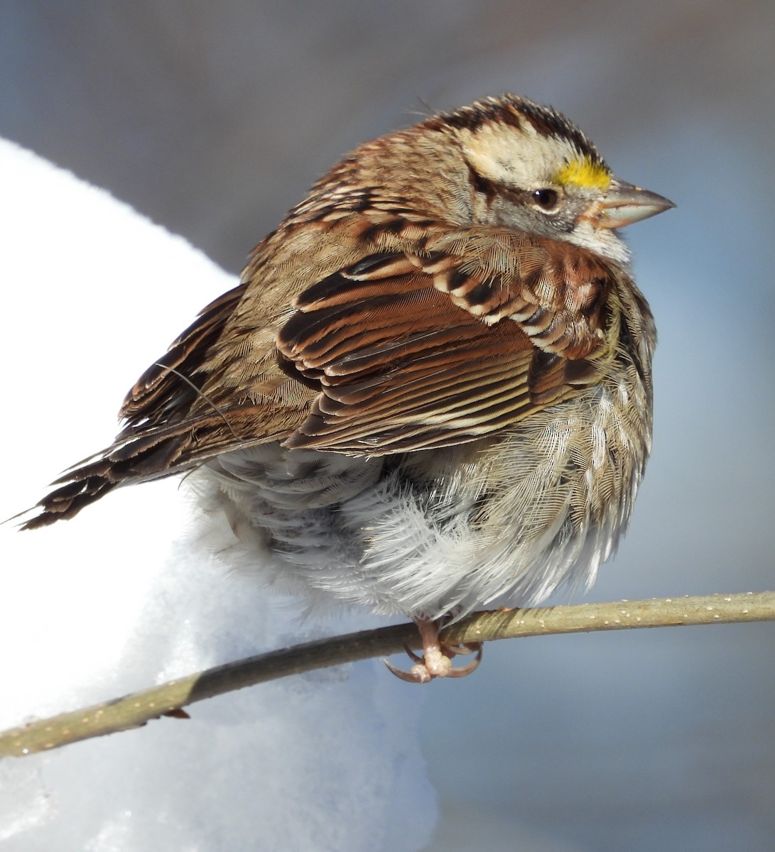 White-throated Sparrow - ML613771175