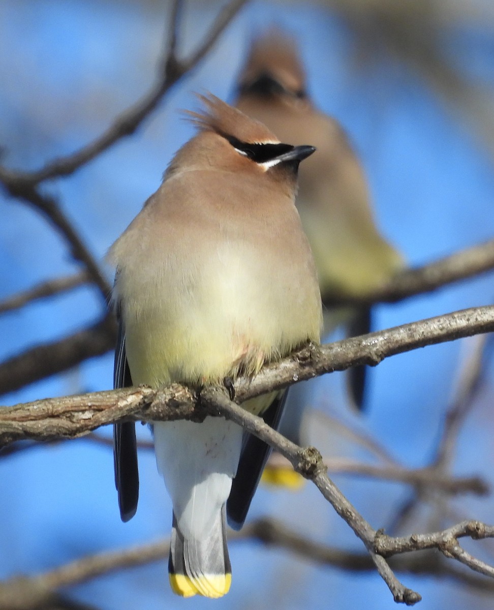 Cedar Waxwing - ML613771185