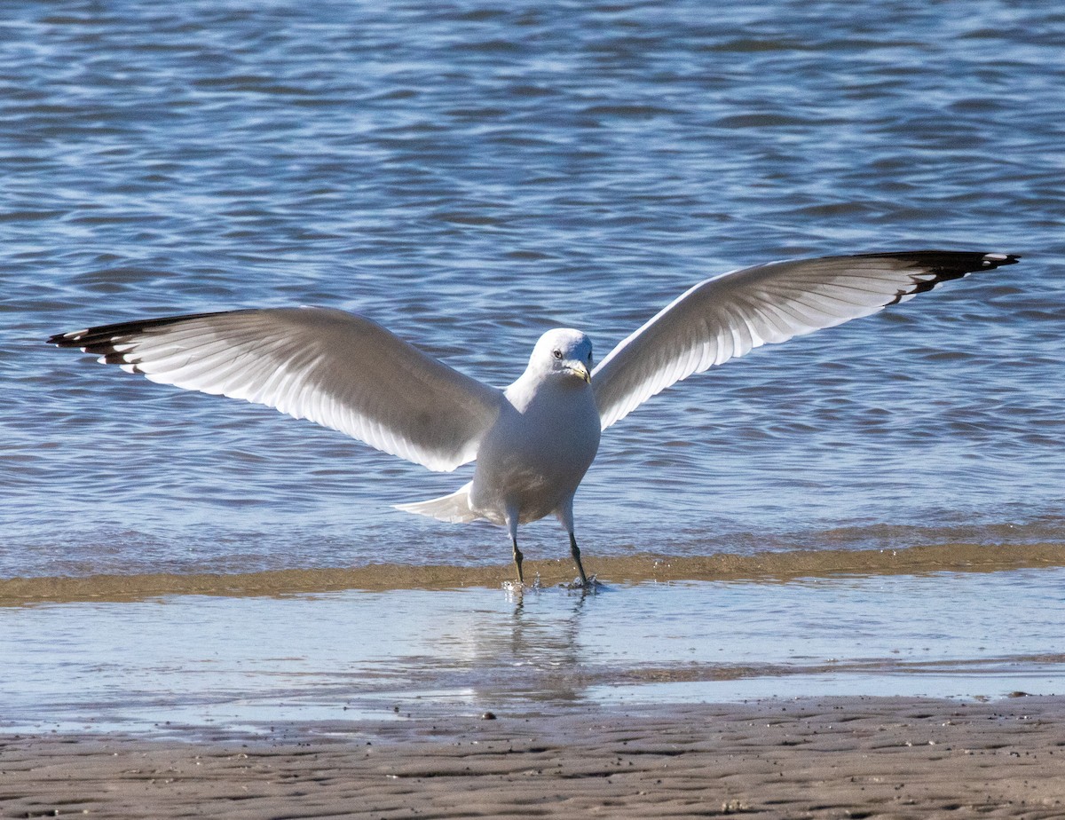 Ring-billed Gull - ML613771232