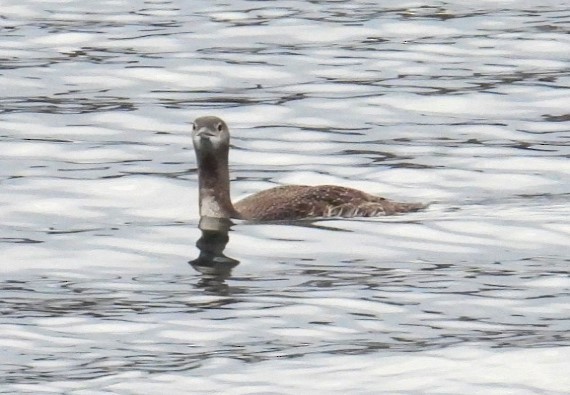 Red-throated Loon - ML613771270