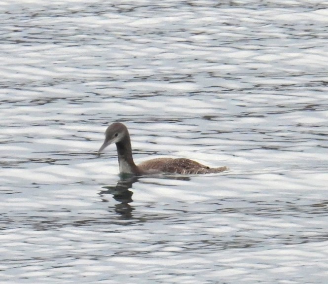 Red-throated Loon - ML613771280