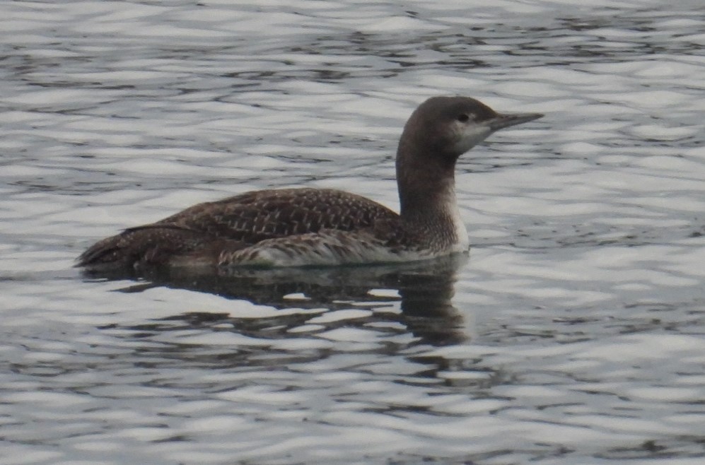 Red-throated Loon - ML613771285