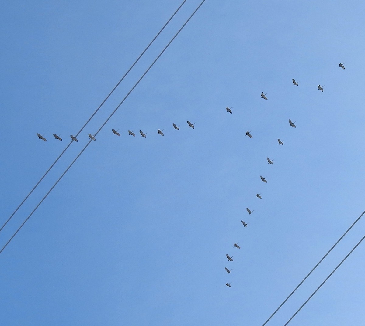 Sandhill Crane - ML613771318