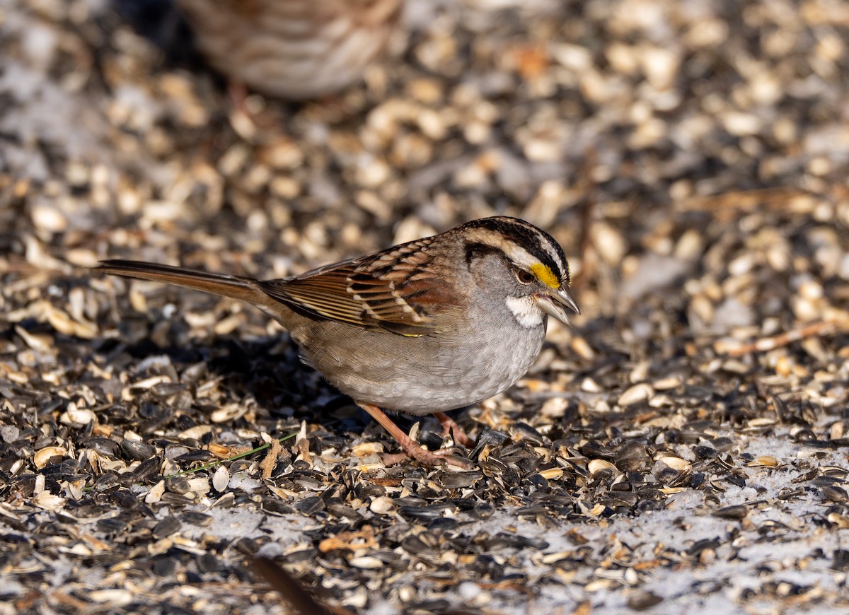 White-throated Sparrow - ML613771349