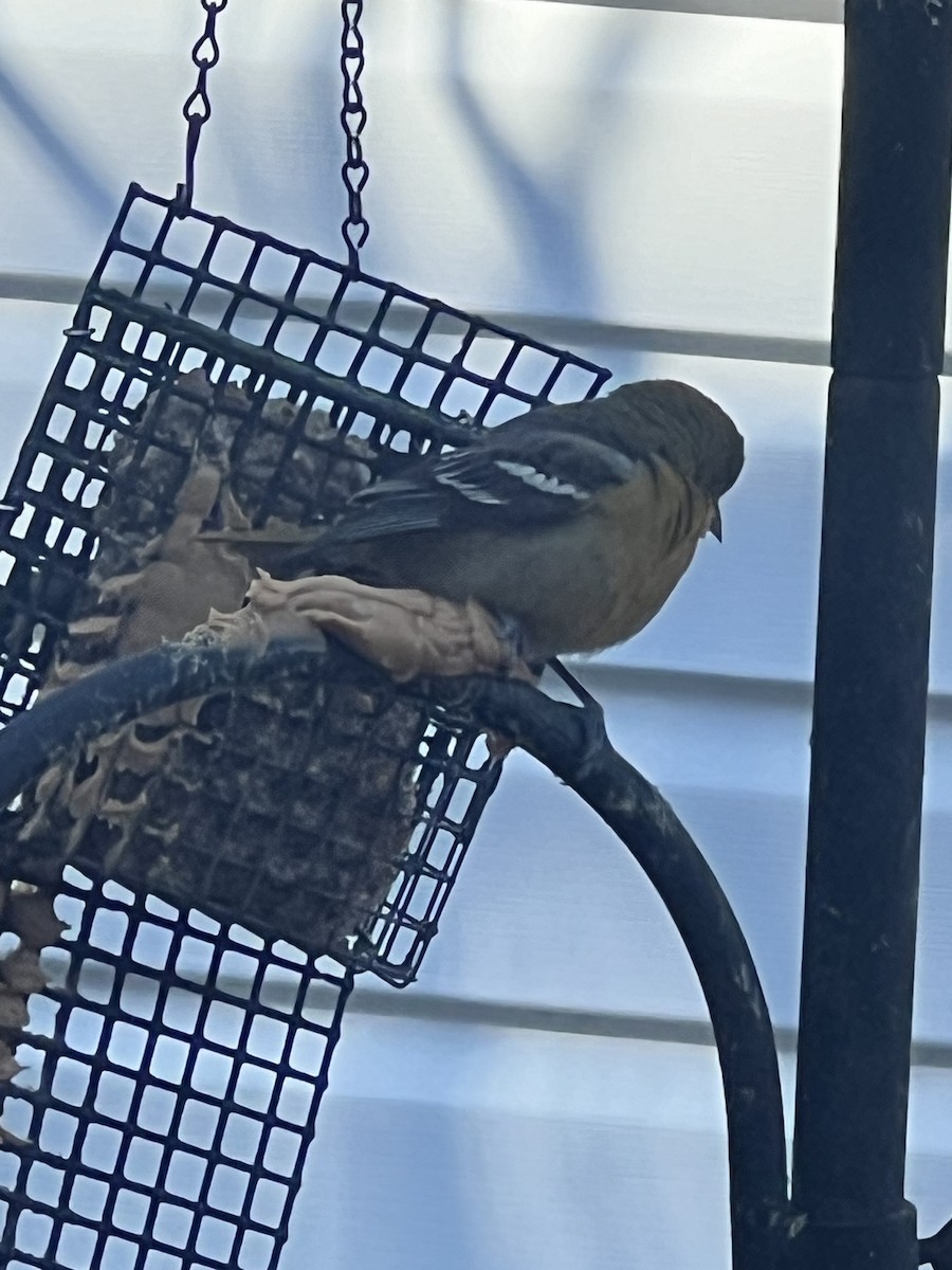 Baltimore Oriole - ML613771351