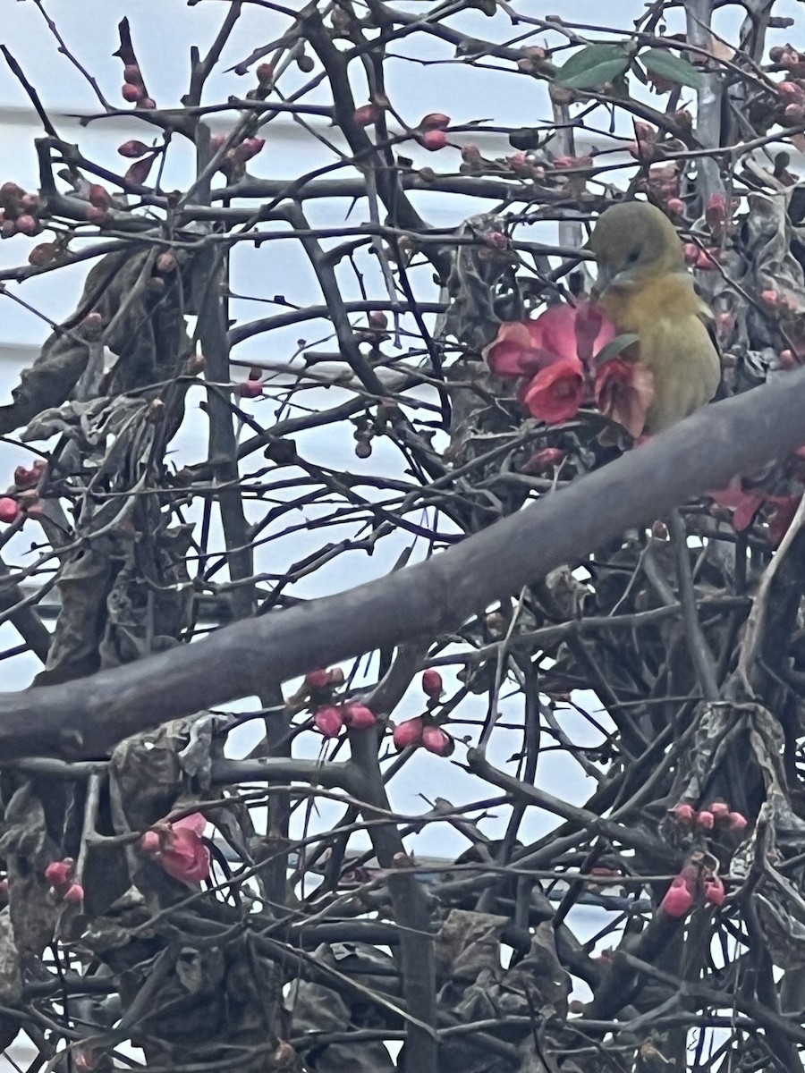 Baltimore Oriole - ML613771352