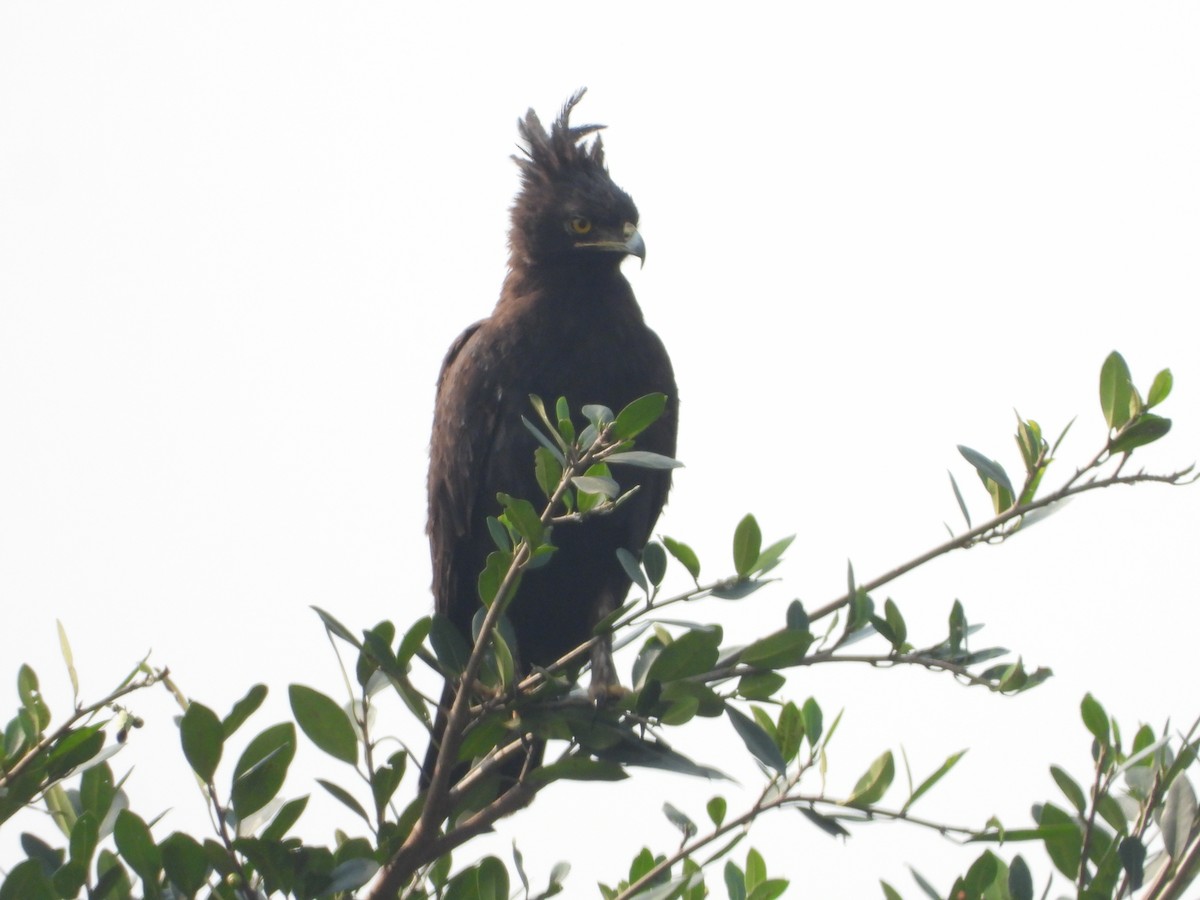 Long-crested Eagle - Jonathan Onongo