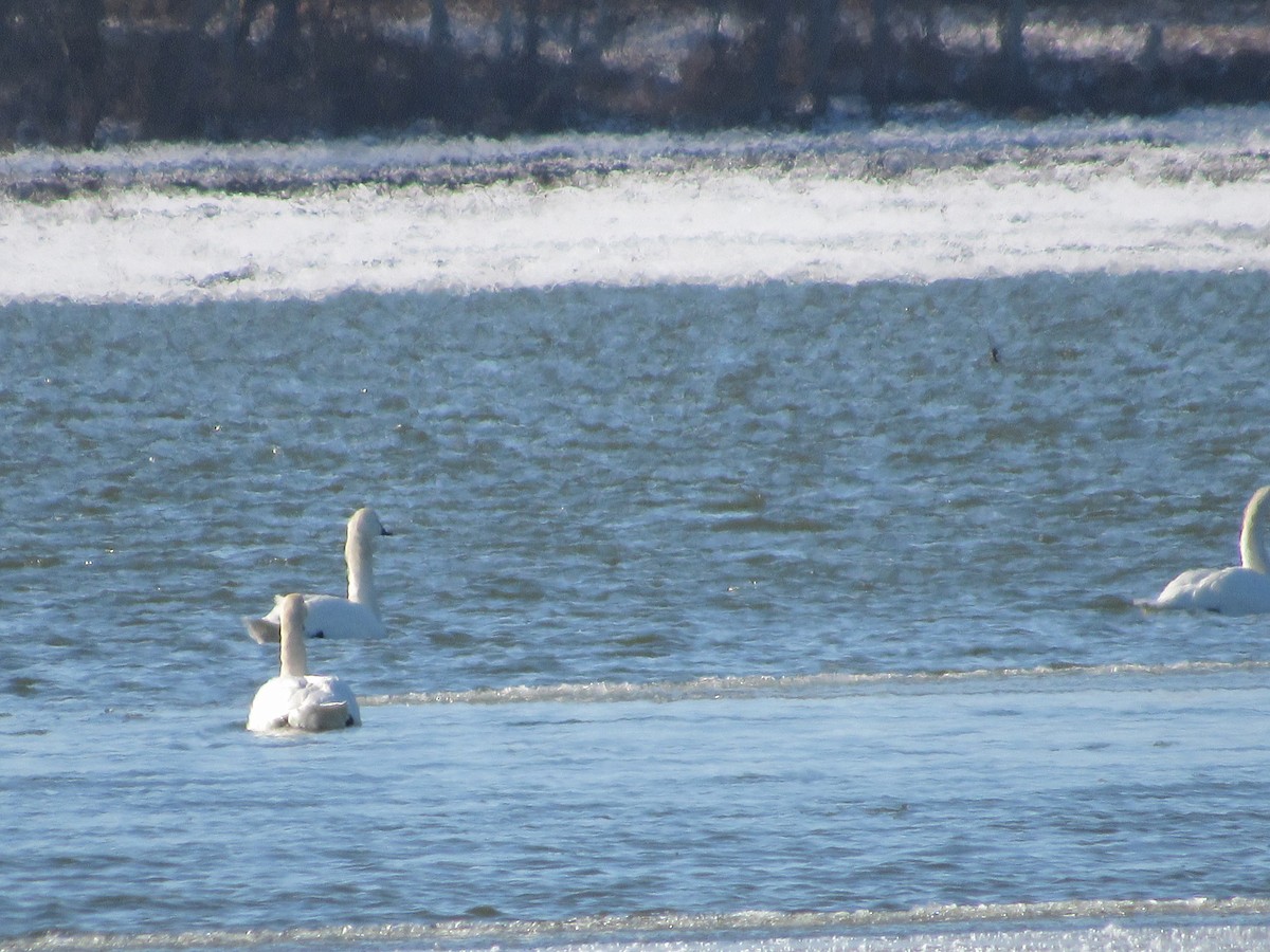 Tundra Swan - ML613771374