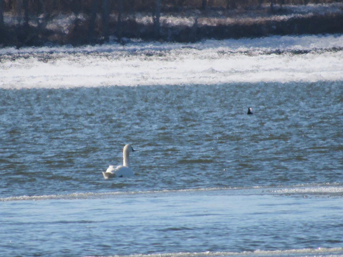 Tundra Swan - ML613771375