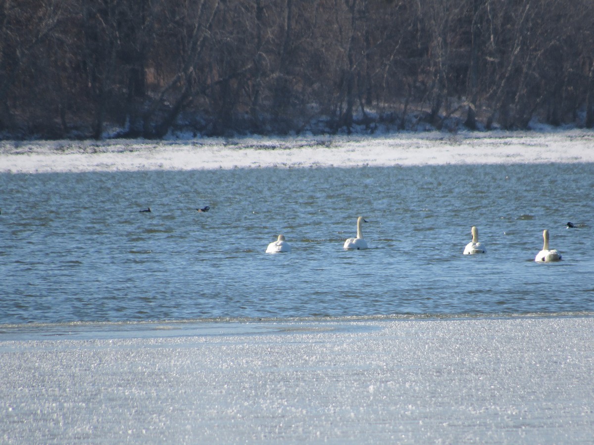 Tundra Swan - ML613771376
