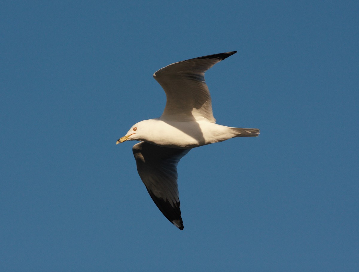 Ring-billed Gull - ML613771398