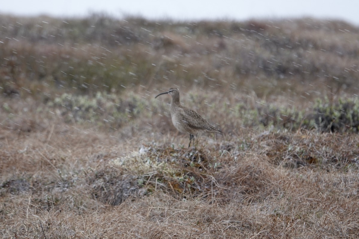 Whimbrel - Dave Williams