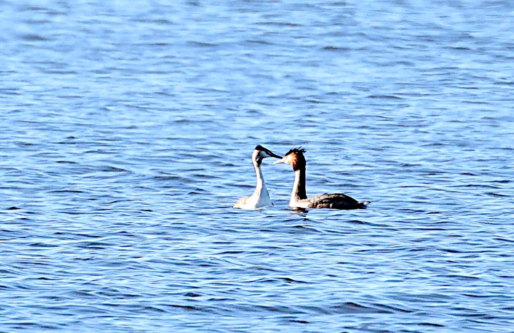 Great Crested Grebe - ML613771459