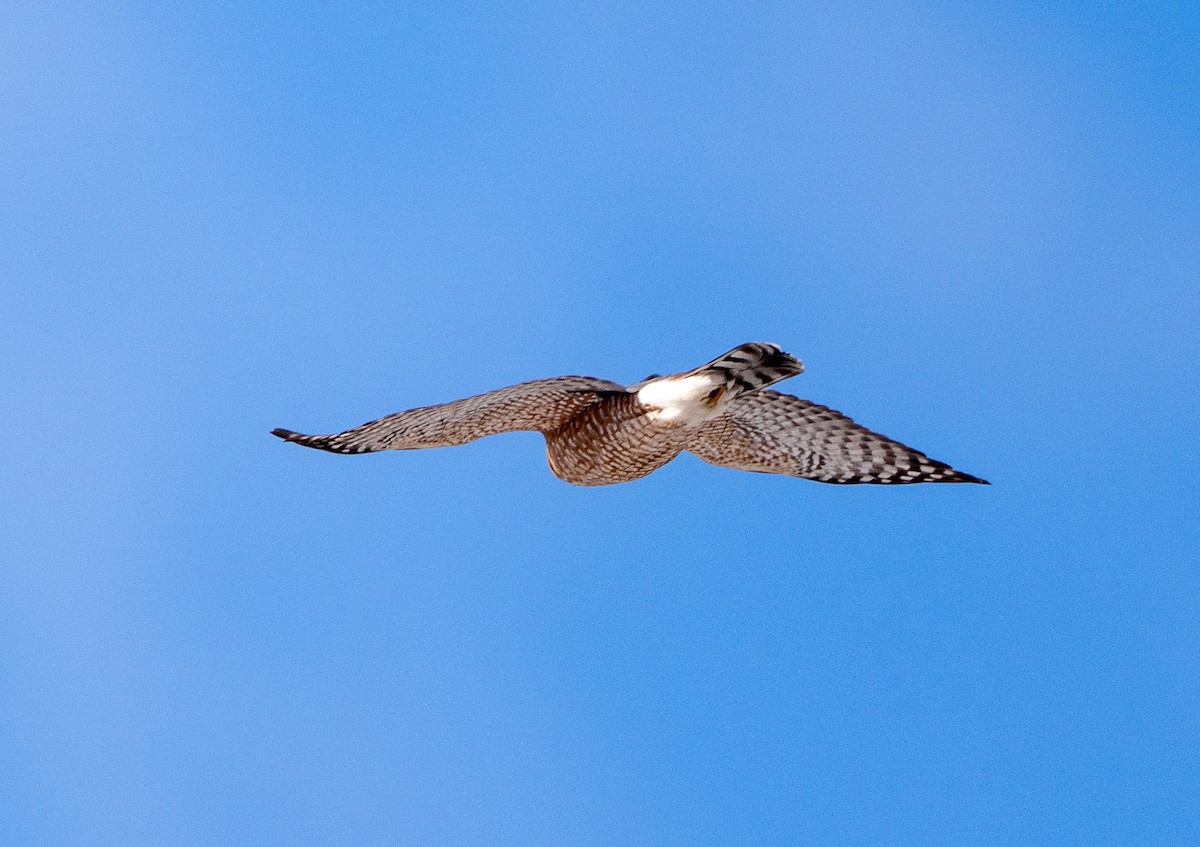 Cooper's Hawk - ML613771463