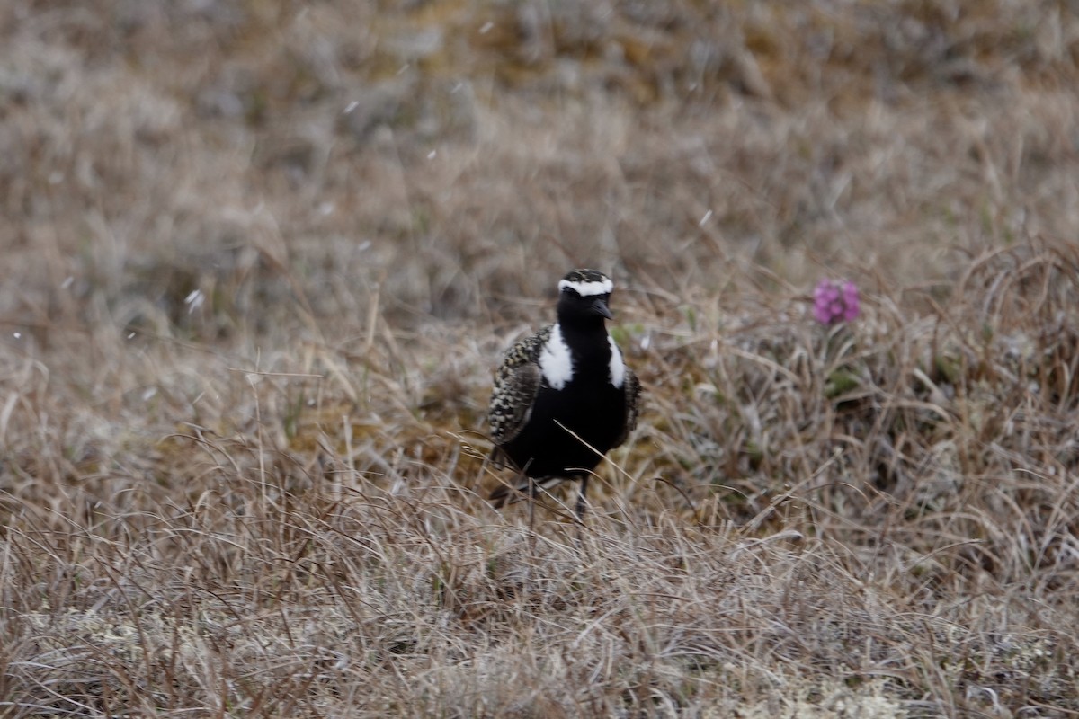 American Golden-Plover - Dave Williams