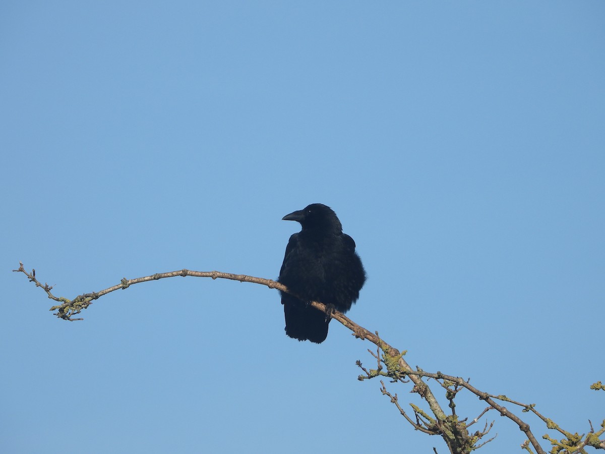 Carrion Crow - Ewout Ruysbergh