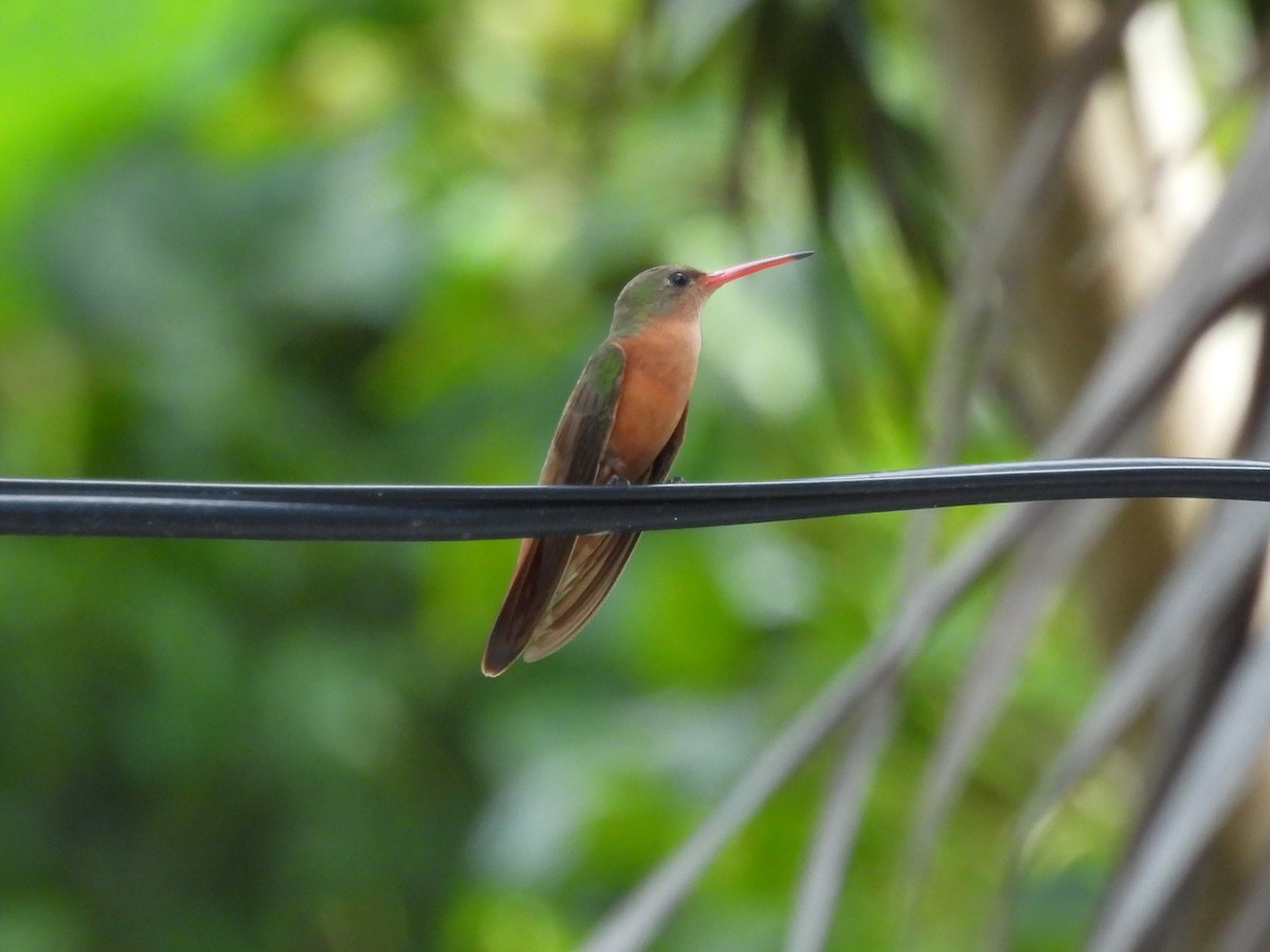 kolibřík ryšavý - ML613771519