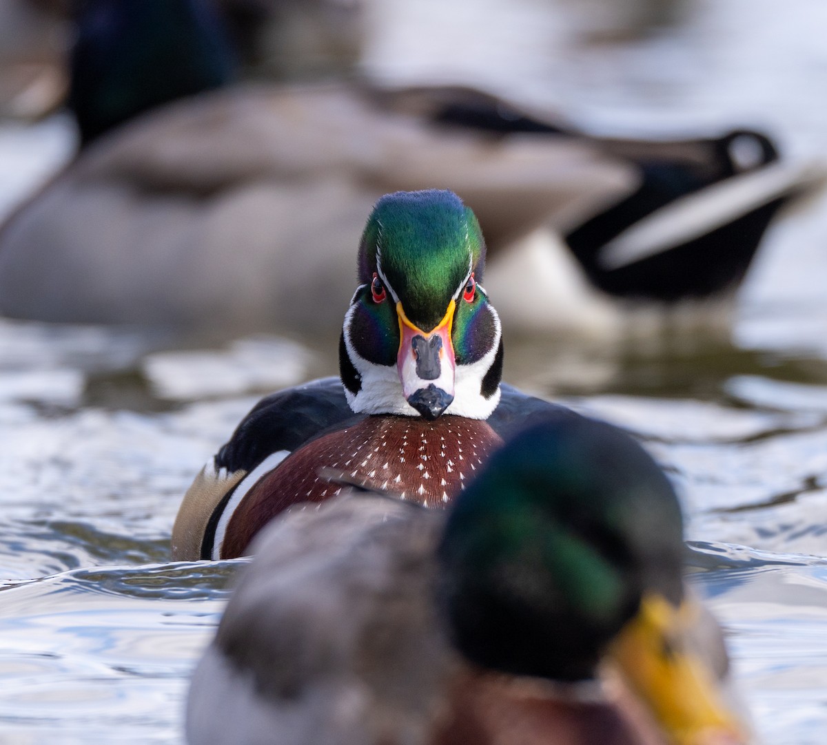 Wood Duck - Scott Murphy