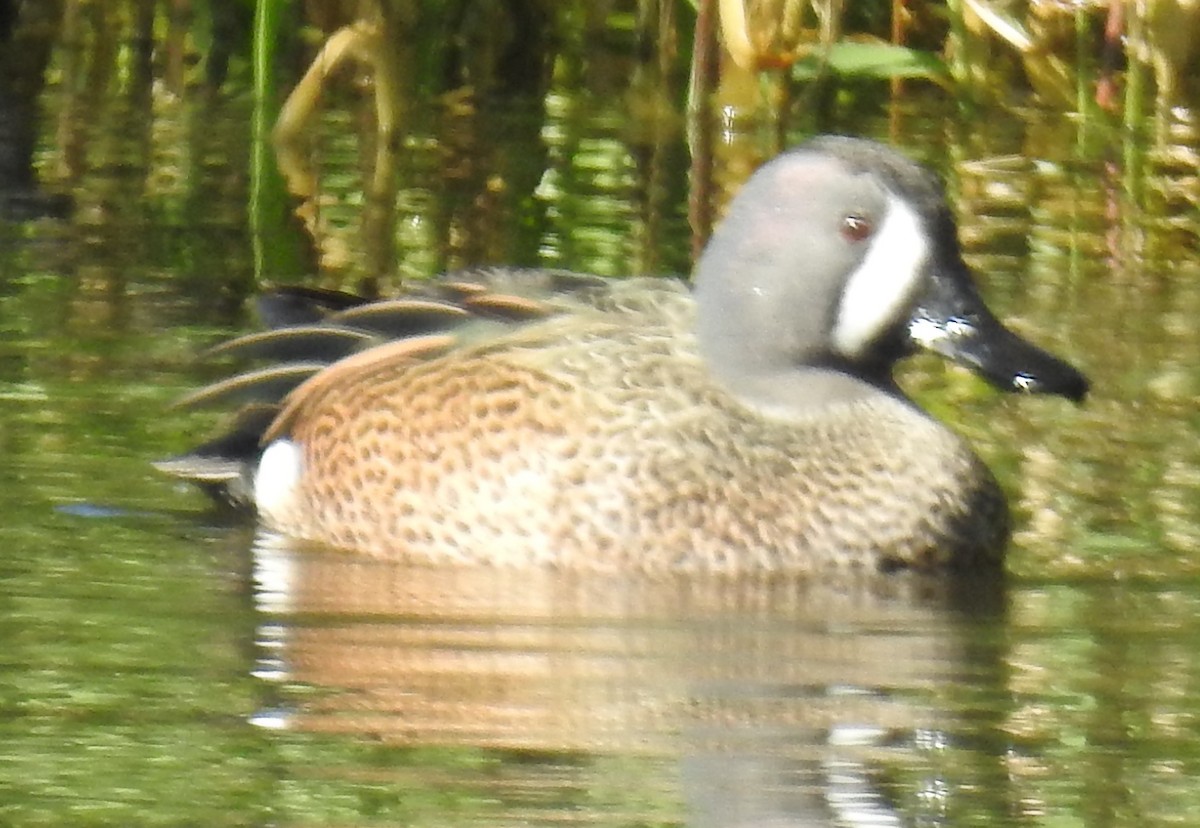 Blue-winged Teal - Alfred Thomson