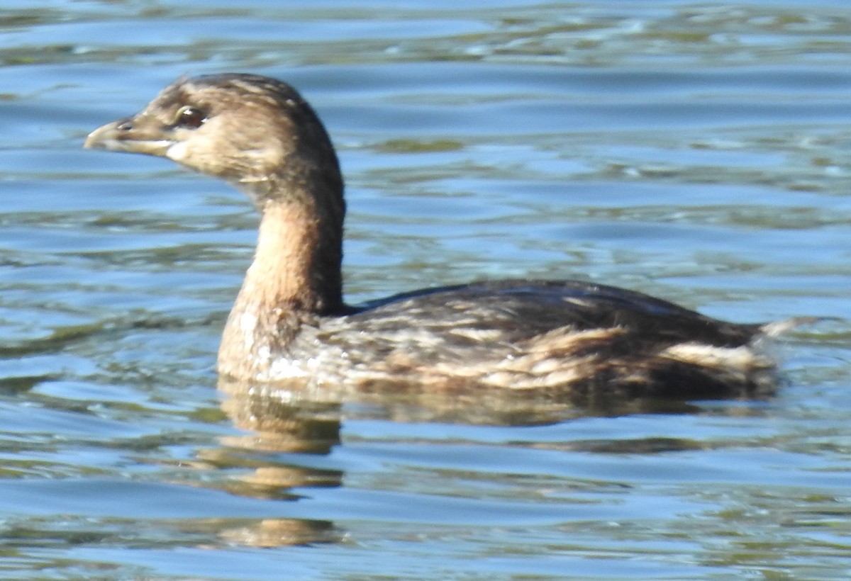 Pied-billed Grebe - Alfred Thomson